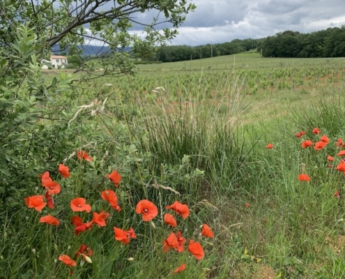 LES CHANCEL LES CHANCEL