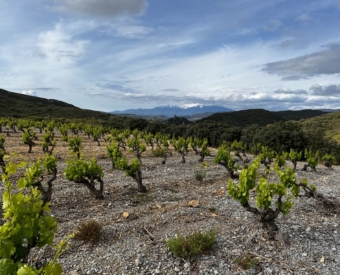 Clos del Rey la Noia blanc Clos del Rey la Noia blanc