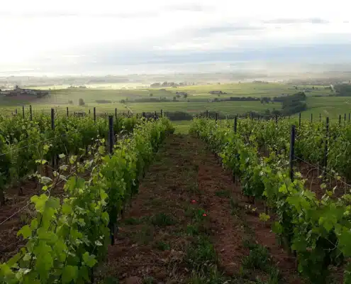 Grégoire Hoppenot Grégoire Hoppenot