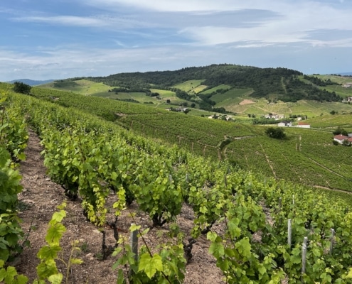 Marc Delienne Fleurie Marc Delienne Fleurie