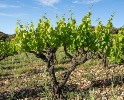 Le Loup blanc 4 Le Loup blanc 4