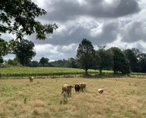 Repaire Mas Segur Repaire Mas Segur