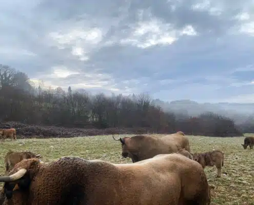 Repaire Mas Segur Repaire Mas Segur