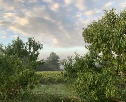 Repaire Mas Segur Les vins par grandes régions françaises Repaire Mas Segur Les vins par grandes régions françaises écrits divers et variés sur le vin