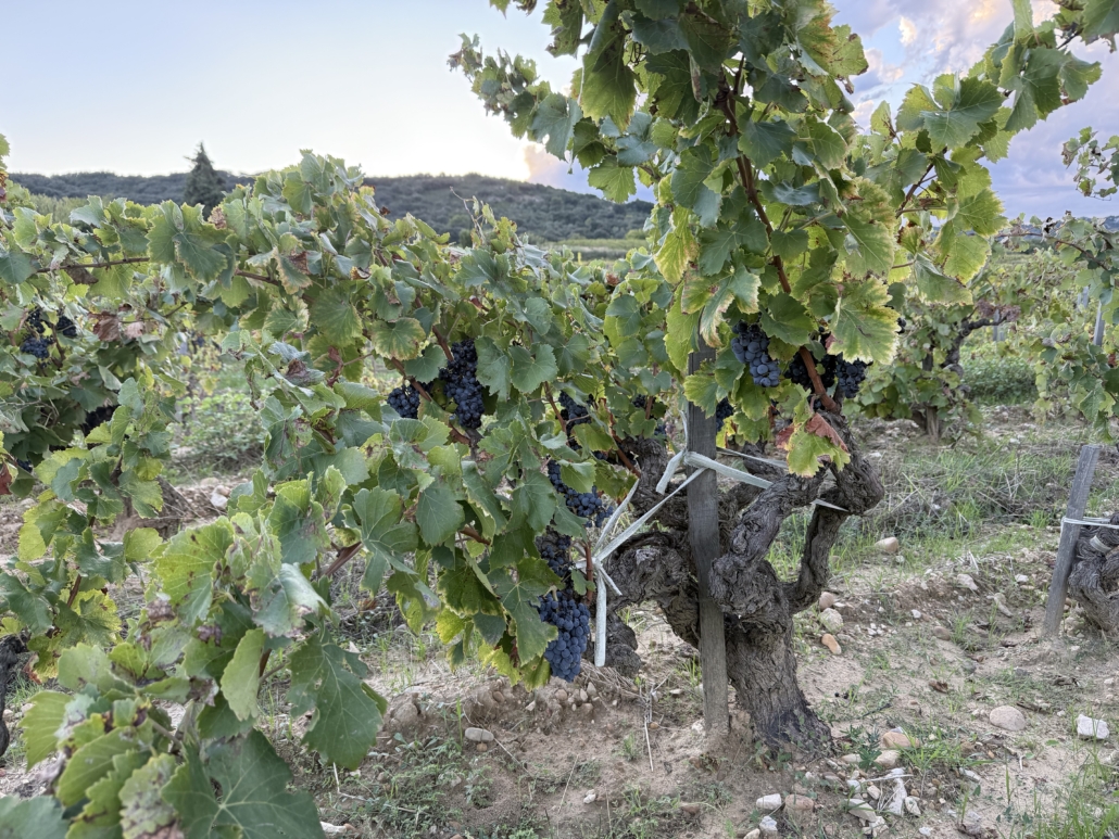 Clos du Jas Le Clos Clos du Jas Le Clos