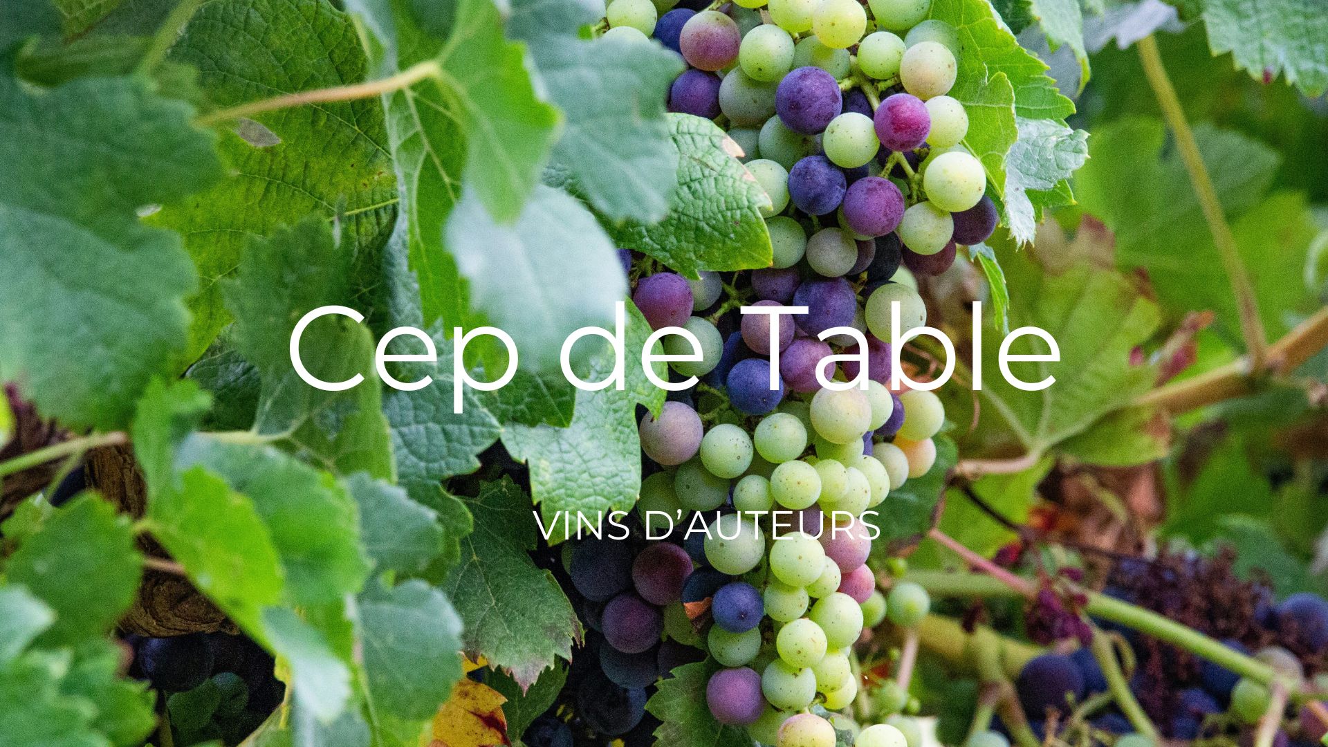 Cep de Table vin d'auteurs